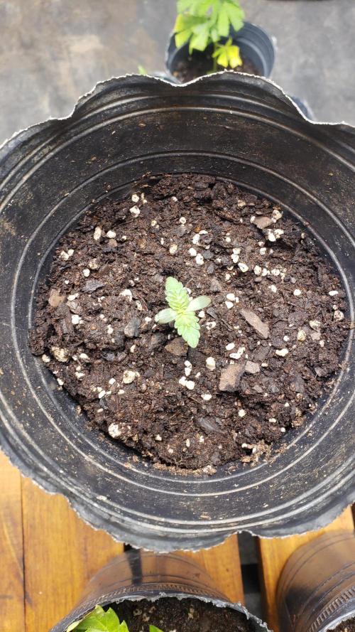 Permanent Bluez indoor. Week 1