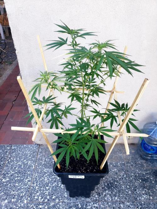 Gorilla Cookies FF - Outdoor 2026. Week 9