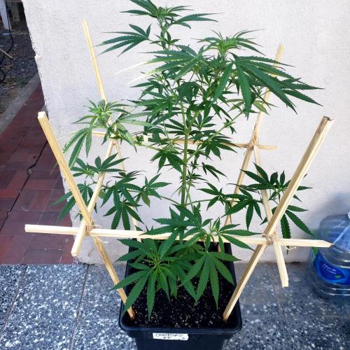 Gorilla Cookies FF - Outdoor 2026. Week 9