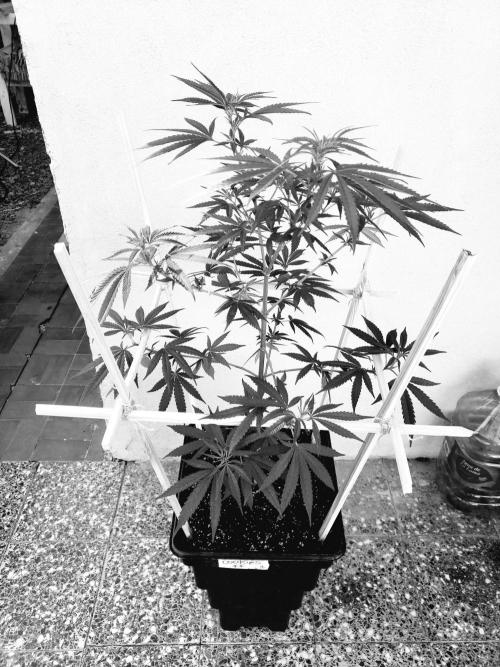 Gorilla Cookies FF - Outdoor 2026. Week 9