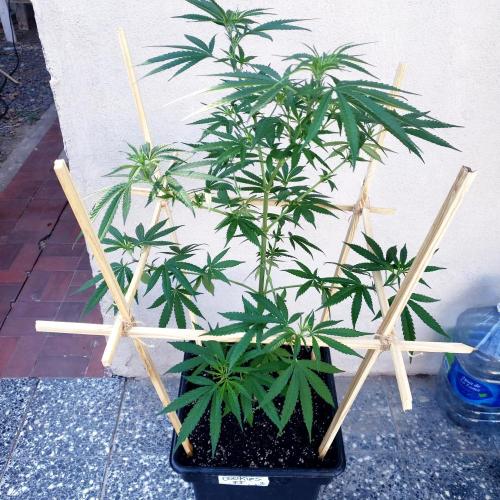 Gorilla Cookies FF - Outdoor 2026. Week 9