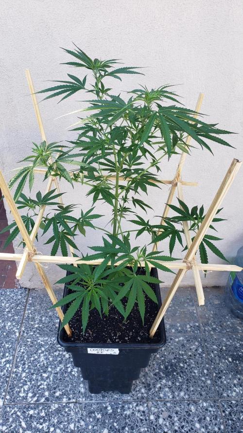 Gorilla Cookies FF - Outdoor 2026. Week 9