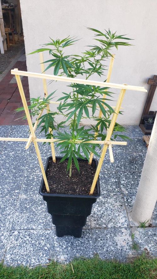 Gorilla Cookies FF - Outdoor 2026. Week 9