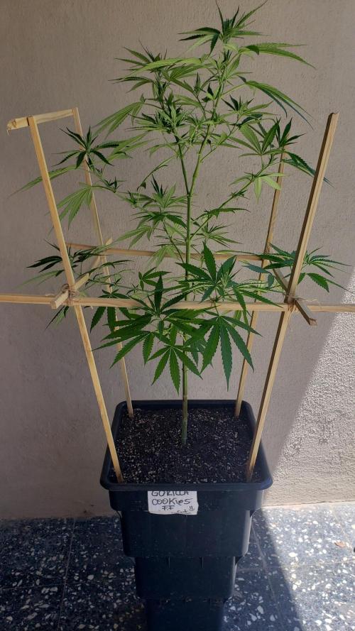 Gorilla Cookies FF - Outdoor 2026. Week 9