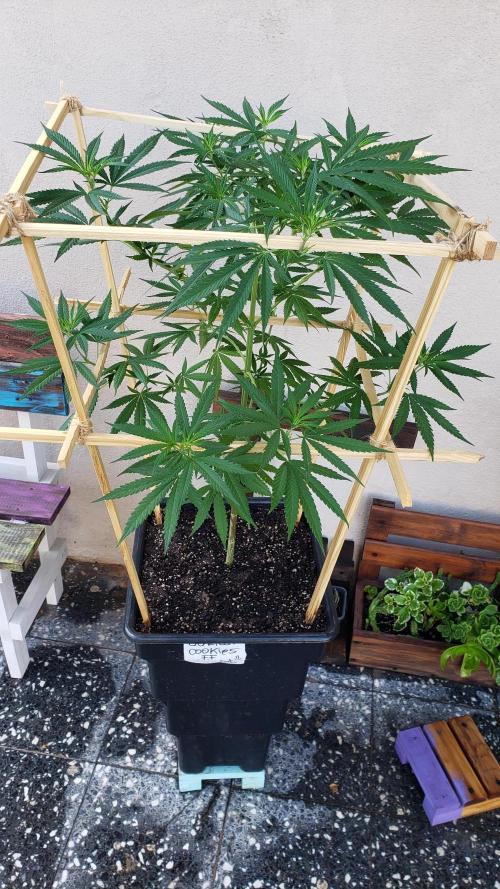 Gorilla Cookies FF - Outdoor 2026. Week 9