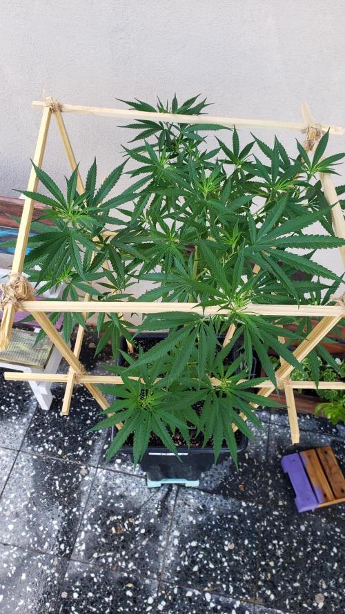 Gorilla Cookies FF - Outdoor 2026. Week 9