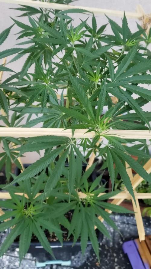 Gorilla Cookies FF - Outdoor 2026