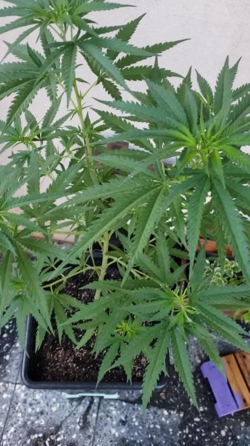 BIG BANG  divine seeds - Outdoor2026