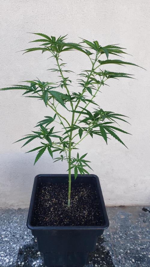 BIG BANG  divine seeds - Outdoor2026. Week 12