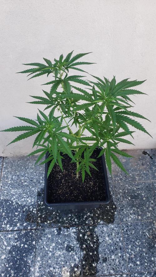 BIG BANG  divine seeds - Outdoor2026. Week 12