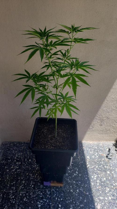 BIG BANG  divine seeds - Outdoor2026. Week 12