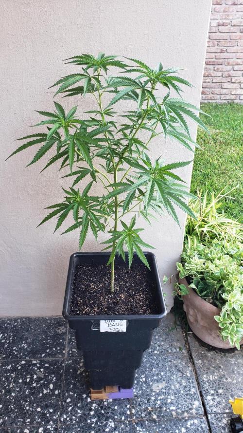 BIG BANG  divine seeds - Outdoor2026. Week 12