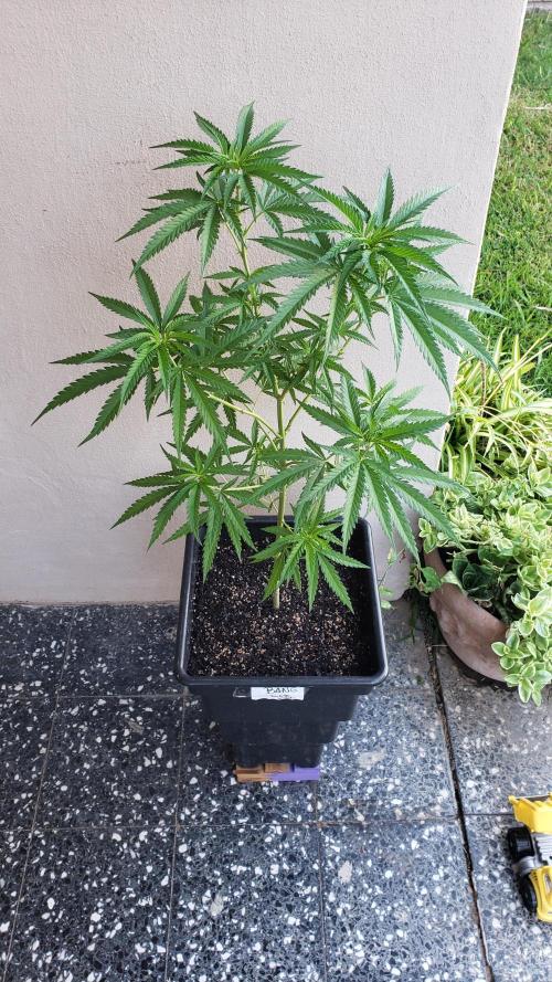 BIG BANG  divine seeds - Outdoor2026. Week 12