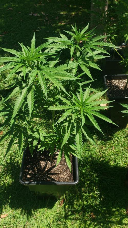 BIG BANG  divine seeds - Outdoor2026. Week 12