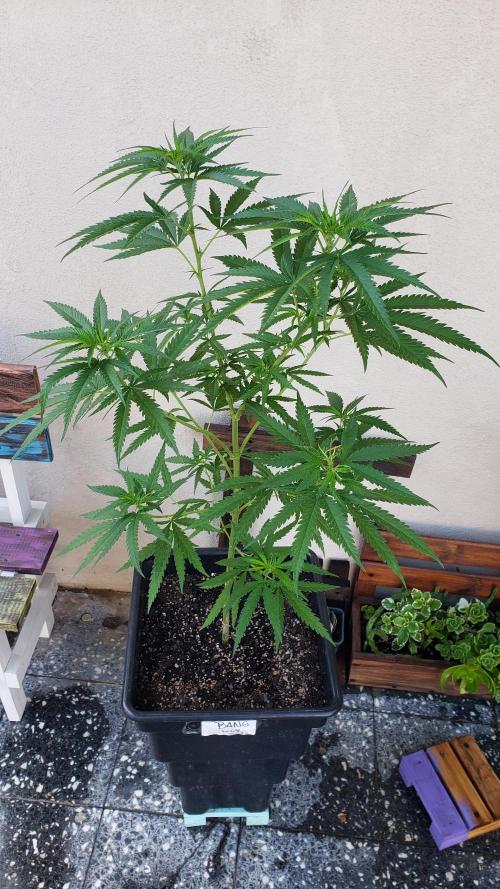 BIG BANG  divine seeds - Outdoor2026. Week 12