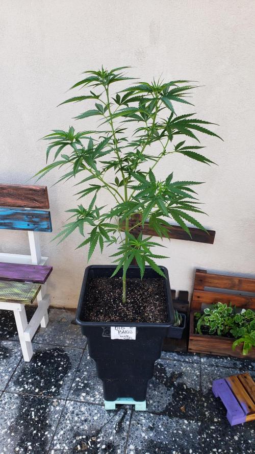 BIG BANG  divine seeds - Outdoor2026. Week 12