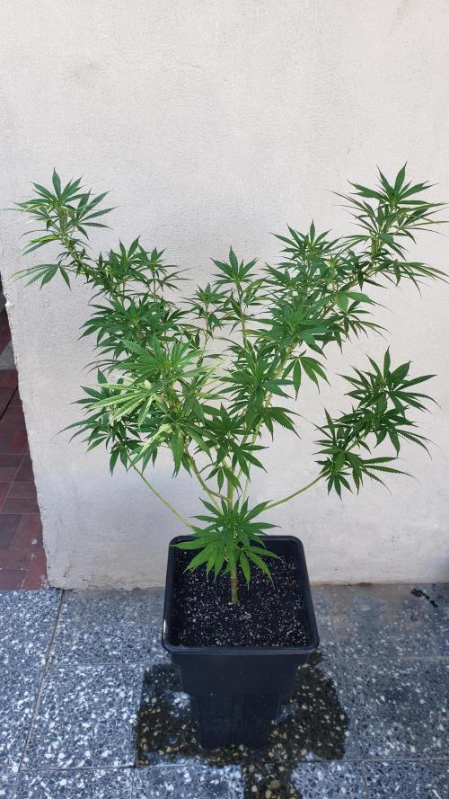 Laughing Budda  - Outdoor 2026. Week 13