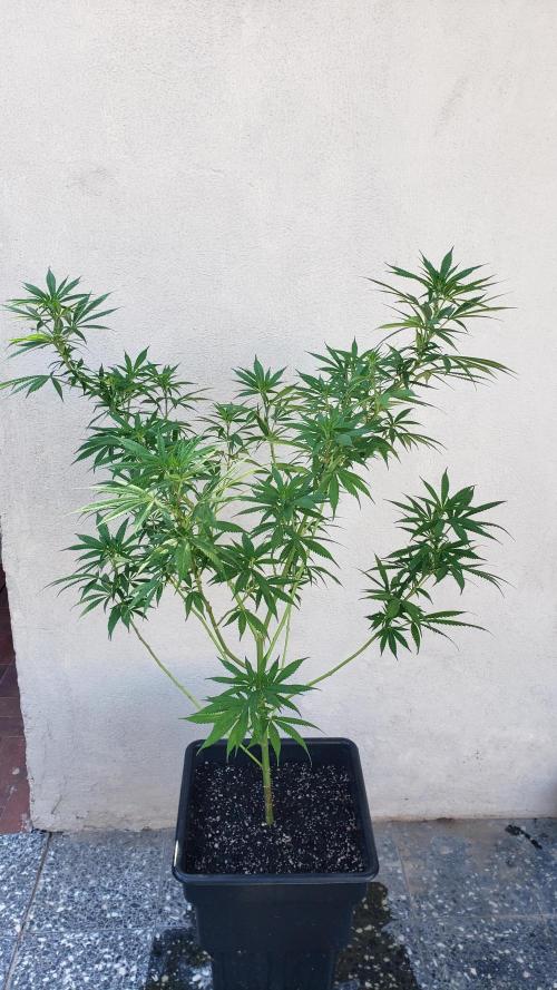 Laughing Budda  - Outdoor 2026. Week 13