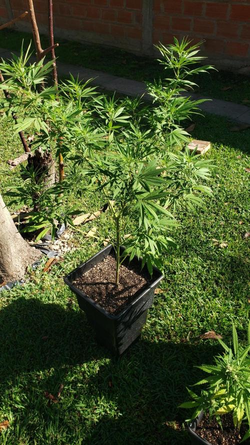 Laughing Budda  - Outdoor 2026. Week 13