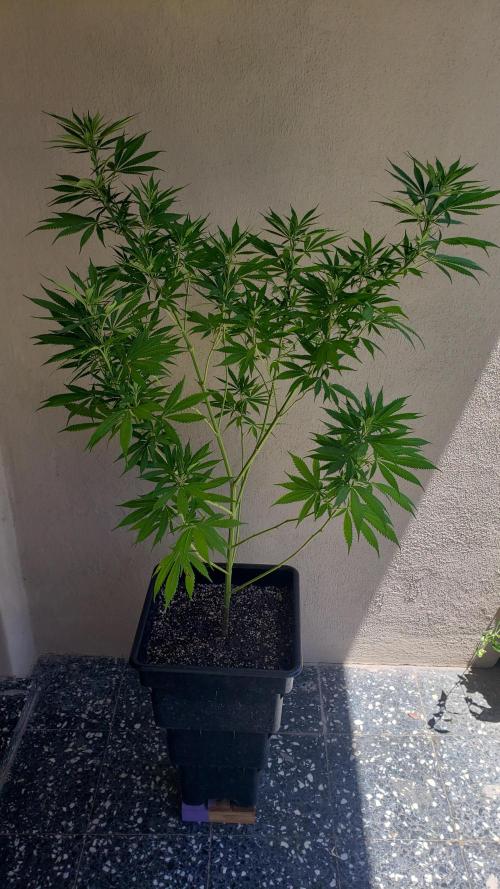 Laughing Budda  - Outdoor 2026. Week 13
