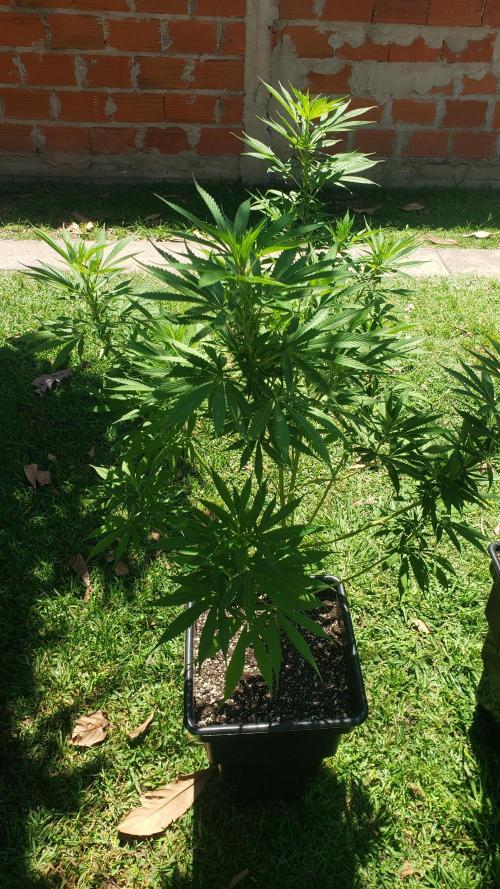 Laughing Budda  - Outdoor 2026. Week 13