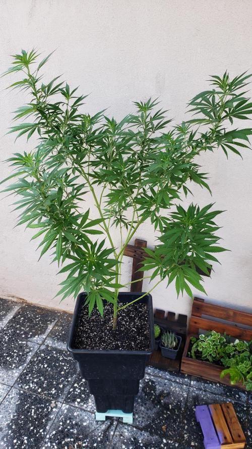 Laughing Budda  - Outdoor 2026. Week 13