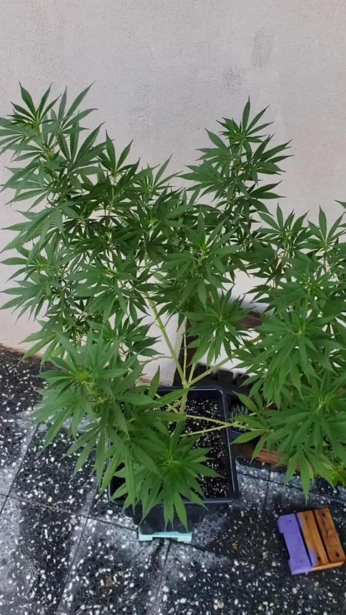 Laughing Budda  - Outdoor 2026