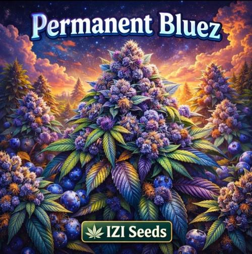 Permanent Bluez indoor. Week 1