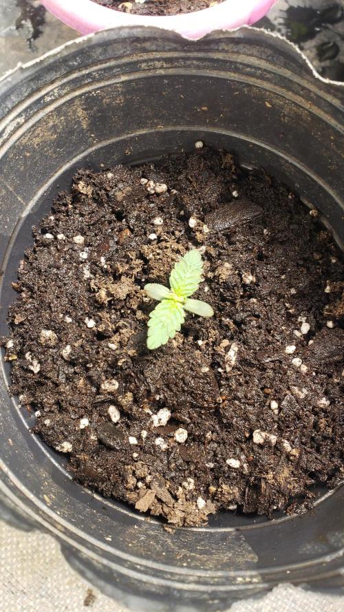 Permanent Bluez indoor. Week 2