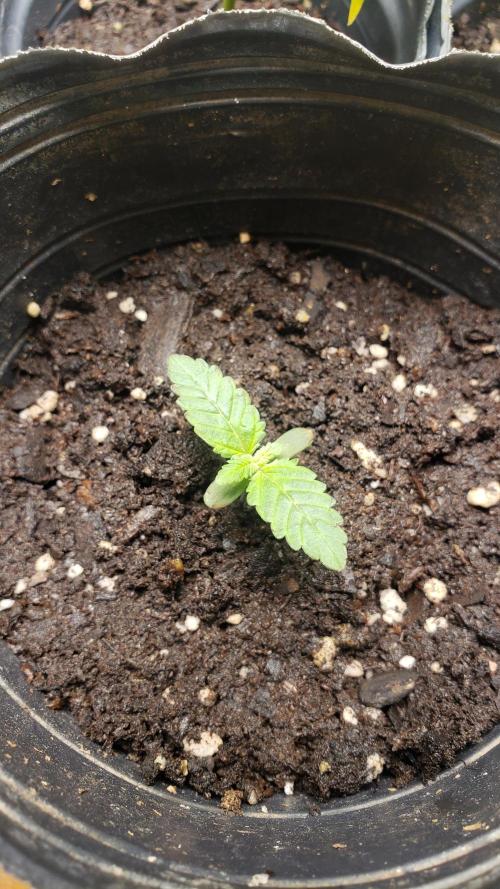 Permanent Bluez indoor. Week 2