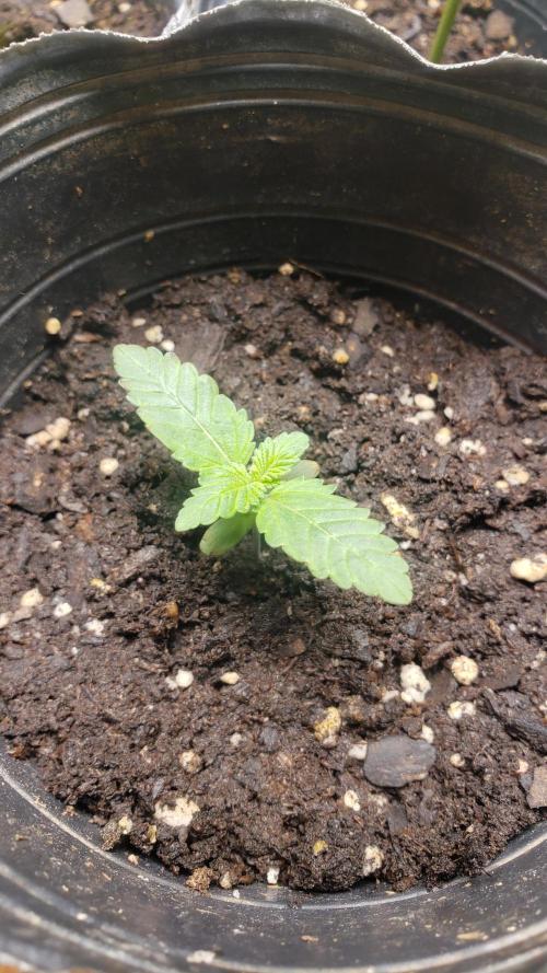 Permanent Bluez indoor. Week 2