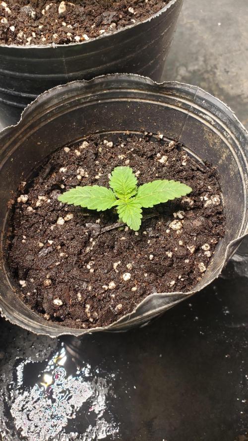 Permanent Bluez indoor. Week 2