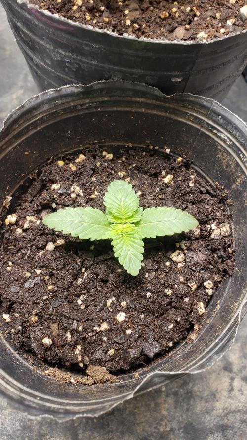 Permanent Bluez indoor. Week 2