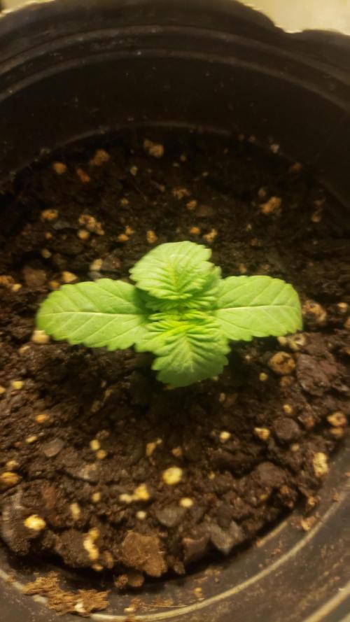 Permanent Bluez indoor. Week 2