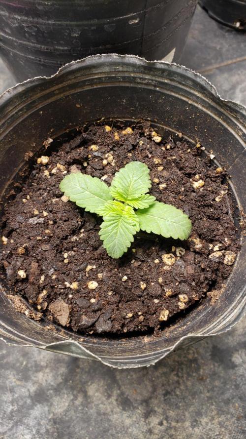 Permanent Bluez indoor. Week 2