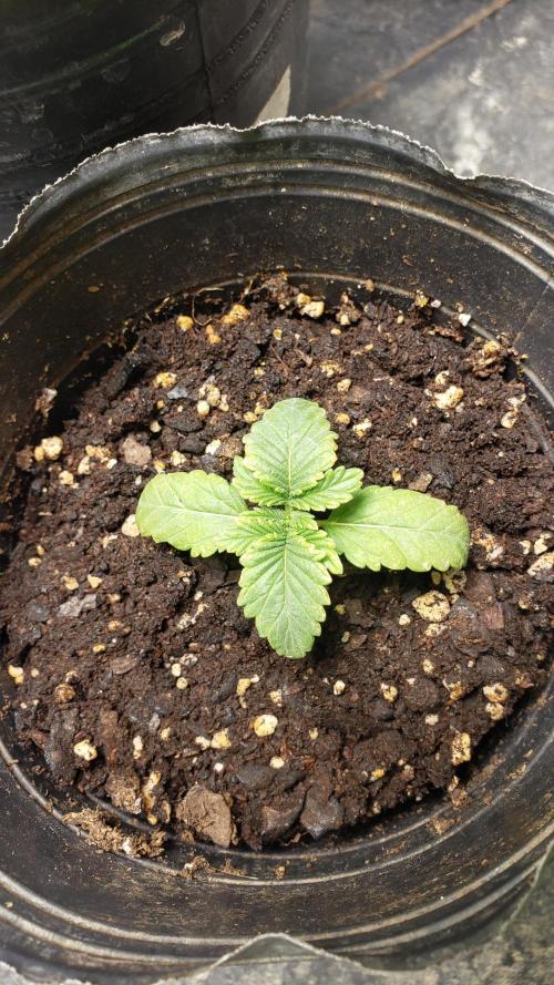 Permanent Bluez indoor. Week 2