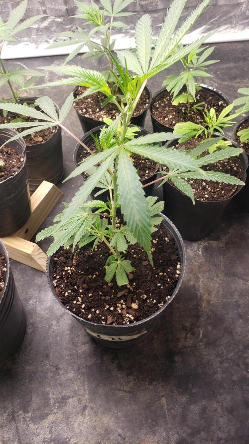 Gorilla🦍 Cookies🍪 FF - indoor. Week 1