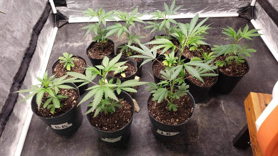 Gorilla🦍 Cookies🍪 FF - indoor. Week 1