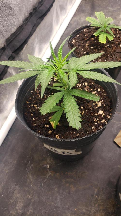 Gorilla🦍 Cookies🍪 FF - indoor. Week 1