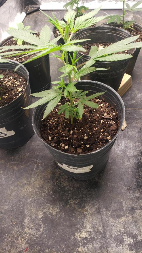 Gorilla🦍 Cookies🍪 FF - indoor. Week 1