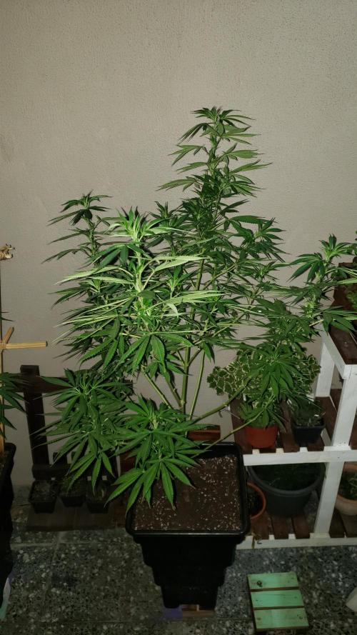 Laughing Budda  - Outdoor 2026. Week 14