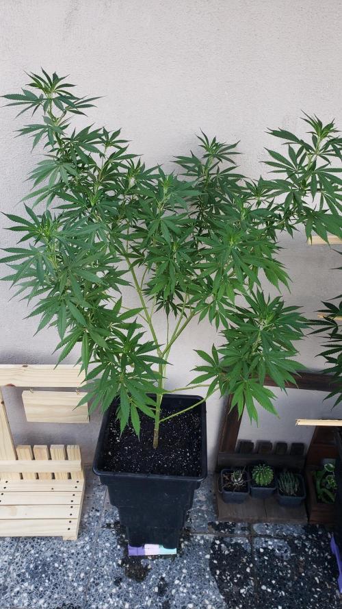 Laughing Budda  - Outdoor 2026. Week 14