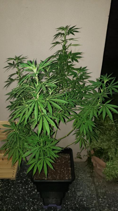 Laughing Budda  - Outdoor 2026. Week 14