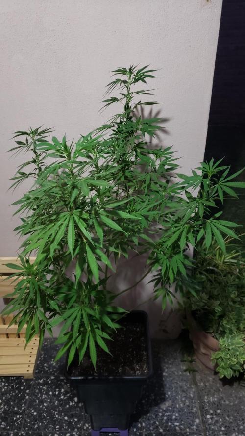 Laughing Budda  - Outdoor 2026. Week 14