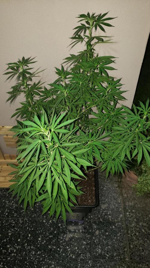 Laughing Budda  - Outdoor 2026. Week 14