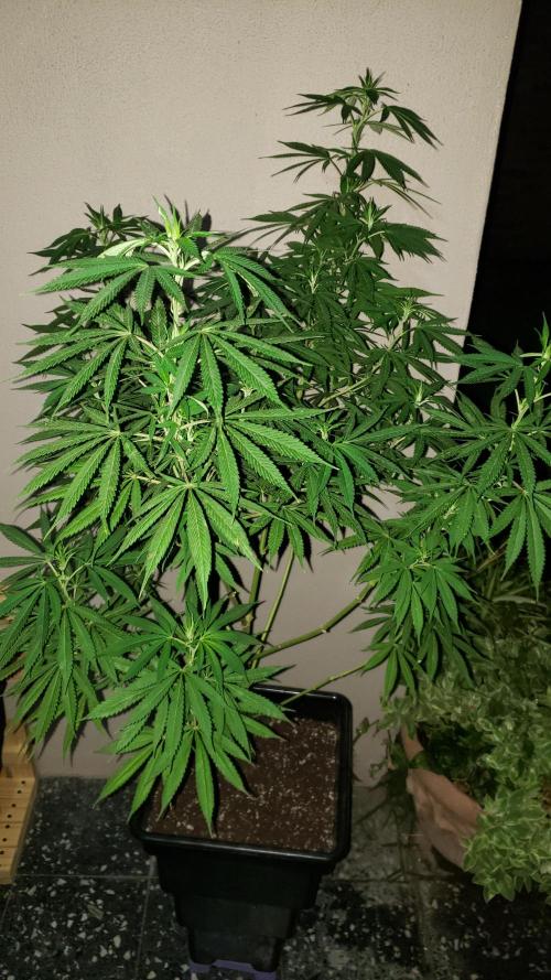Laughing Budda  - Outdoor 2026. Week 14