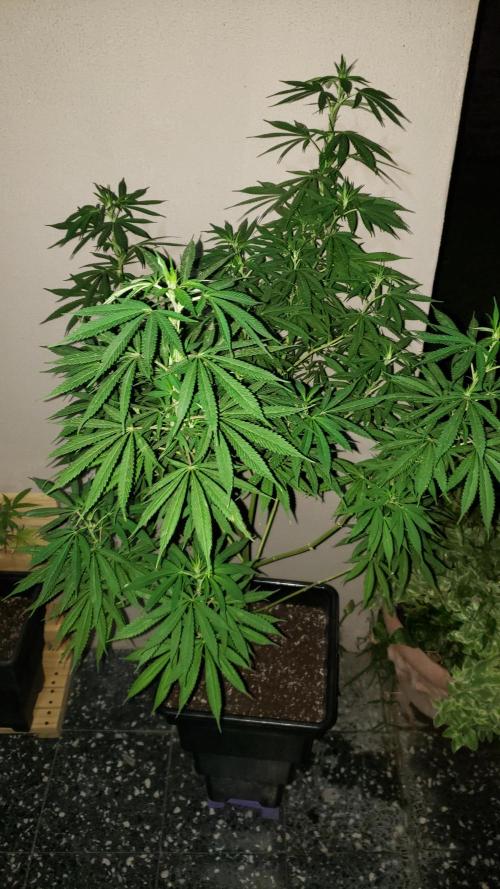 Laughing Budda  - Outdoor 2026. Week 14