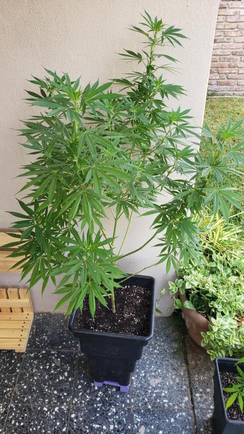 Laughing Budda  - Outdoor 2026. Week 14