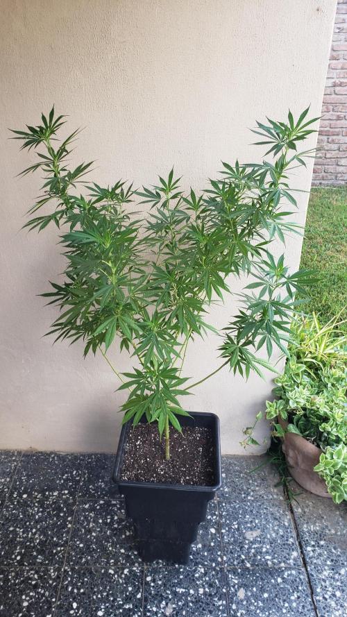 Laughing Budda  - Outdoor 2026. Week 14