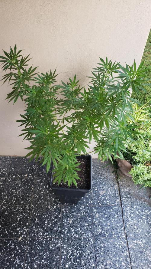 Laughing Budda  - Outdoor 2026. Week 14